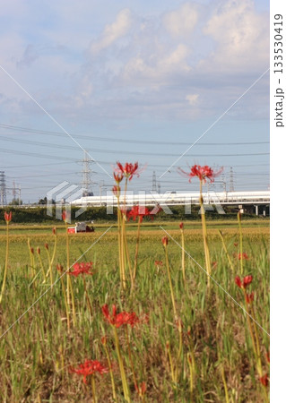 秋の田園風景を走る新幹線 133530419