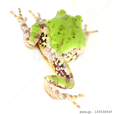 ヒガシニホンアマガエルの大腿部の模様 ヒガシニホンアマガエルの大腿部の模様 133530547