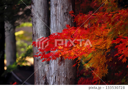 長野県諏訪市・手長神社の紅葉 長野県諏訪市・手長神社の紅葉 133530728