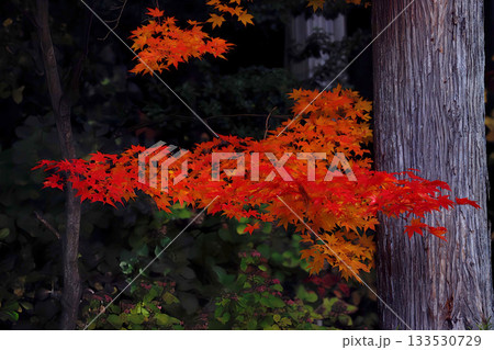 長野県諏訪市・手長神社の紅葉 133530729