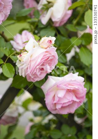 可愛いピンクのバラ 可愛いピンクのバラ 133530741