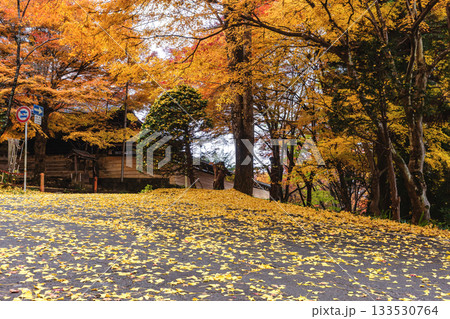 251117城山公園z001 133530764