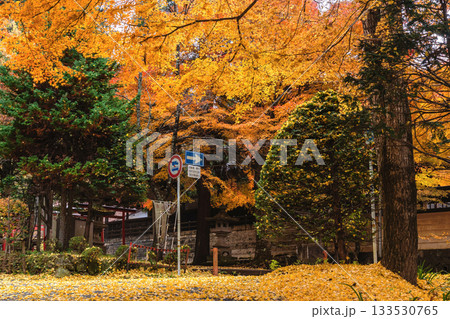 251117城山公園z004 133530765