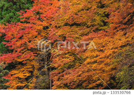 251117城山公園z006 133530766