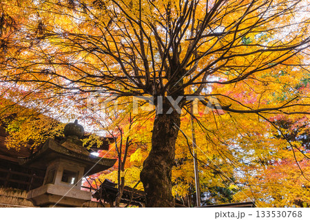 251117城山公園z009 133530768