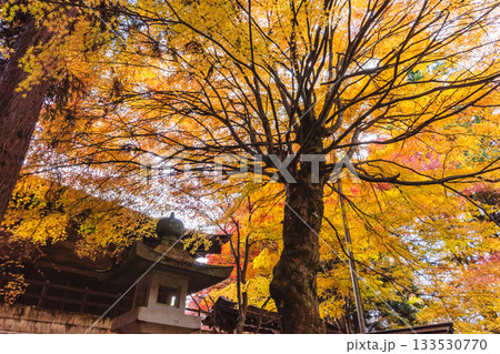 251117城山公園z014 133530770