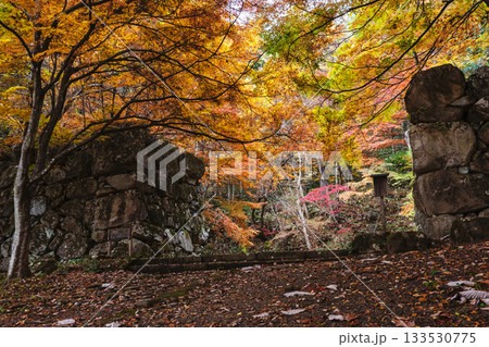 251117城山公園z040 251117城山公園z040 133530775