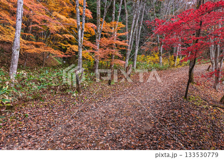 251117城山公園z046 251117城山公園z046 133530779