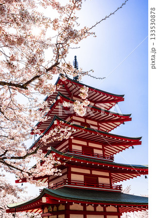 【山梨県_富士吉田市】春の新倉山浅間公園から見る富士山 4月 【山梨県_富士吉田市】春の新倉山浅間公園から見る富士山 4月 133530878