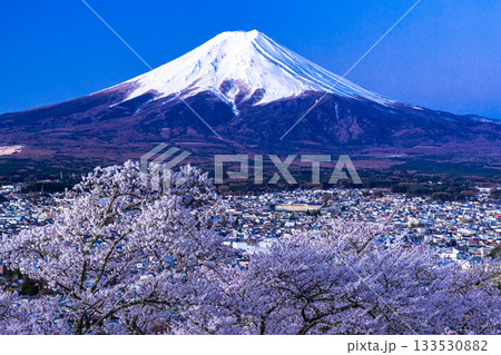 【山梨県_富士吉田市】富士山の夜明けと桜満開の新倉山浅間公園 4月 【山梨県_富士吉田市】富士山の夜明けと桜満開の新倉山浅間公園 4月 133530882