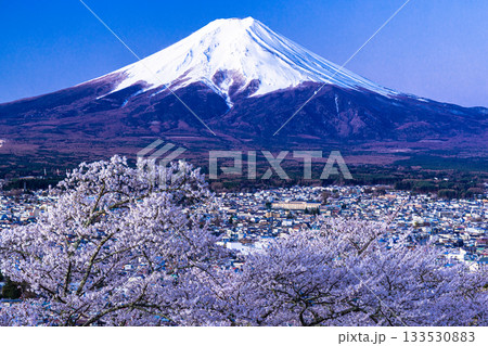 【山梨県_富士吉田市】富士山の夜明けと桜満開の新倉山浅間公園 4月 133530883