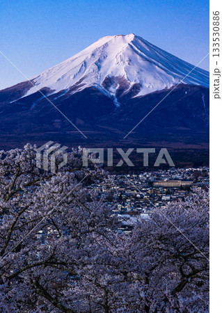 【山梨県_富士吉田市】富士山の夜明けと桜満開の新倉山浅間公園 4月 133530886