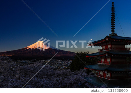 【山梨県_富士吉田市】富士山の夜明けと桜満開の新倉山浅間公園 4月 133530900