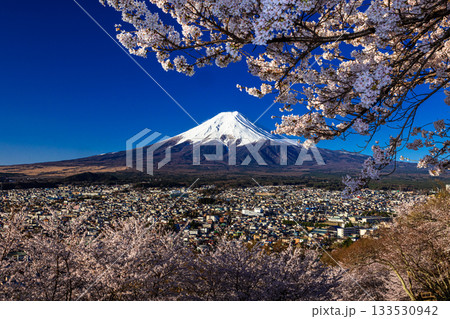 【山梨県_富士吉田市】富士山の夜明けと桜満開の新倉山浅間公園 4月 133530942