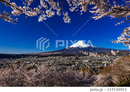 【山梨県_富士吉田市】富士山の夜明けと桜満開の新倉山浅間公園 4月 133530953