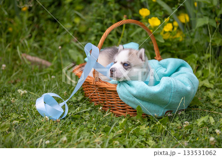 Cute Siberian husky puppy with blue eyes in basket 133531062