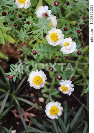 早春の花々 133531282