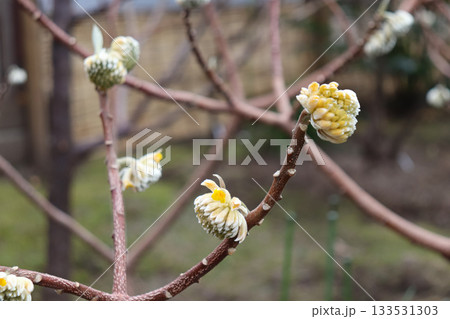 早春の花々 133531303
