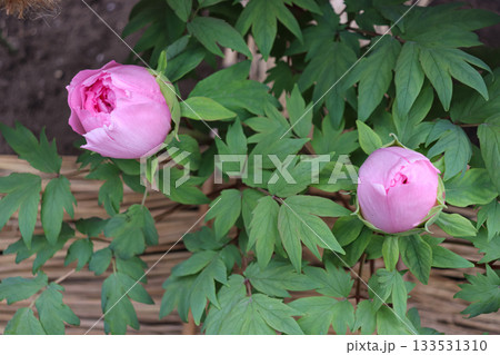 満開の牡丹 133531310