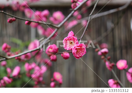 可憐な印象の梅の花 133531312