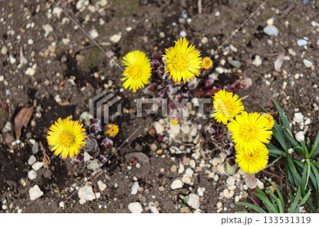 早春の花々 133531319