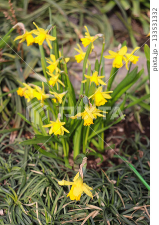 早春の花々 早春の花々 133531332