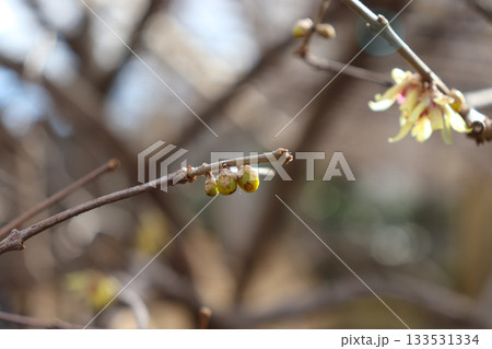 早春の花々 早春の花々 133531334