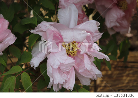 満開の牡丹 133531336