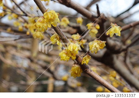 早春の花々 133531337