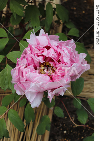 満開の牡丹 満開の牡丹 133531340