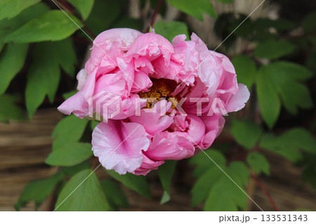 満開の牡丹 満開の牡丹 133531343