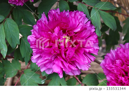 満開の牡丹 133531344
