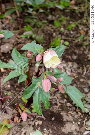 早春の花々 133531346