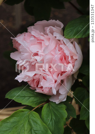 満開の牡丹 133531347