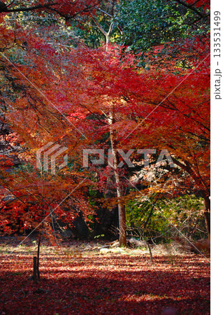 広島県三原市・佛通寺の紅葉した木々 広島県三原市・佛通寺の紅葉した木々 133531499