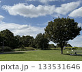 公園の大きな木 133531646
