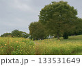 大きな木 133531649