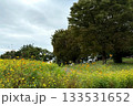 公園にある菜の花畑 133531652