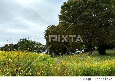 公園にある菜の花畑 公園にある菜の花畑 133531652