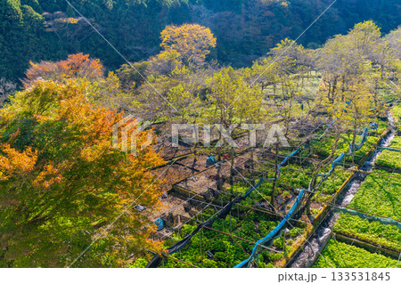 【静岡県】伊豆・筏場のワサビ田　紅葉期 133531845
