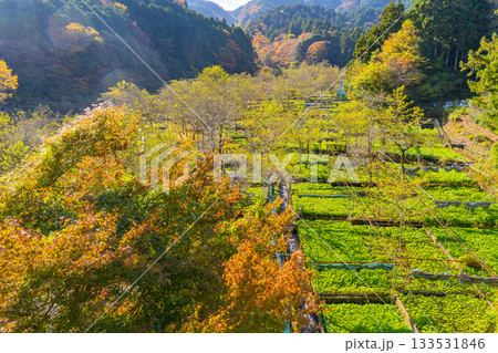 【静岡県】伊豆・筏場のワサビ田　紅葉期 133531846