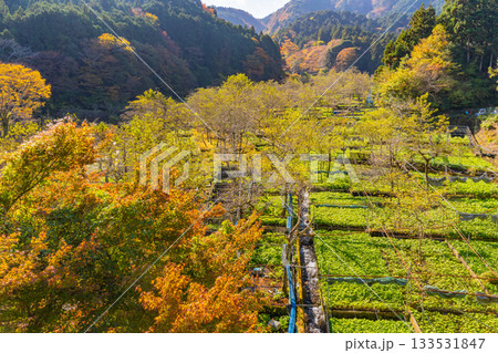 【静岡県】伊豆・筏場のワサビ田　紅葉期 133531847