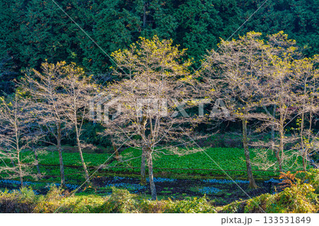 【静岡県】伊豆・筏場のワサビ田 紅葉期 【静岡県】伊豆・筏場のワサビ田 紅葉期 133531849
