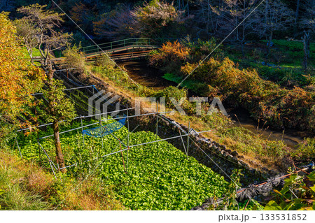 【静岡県】伊豆・筏場のワサビ田　紅葉期 133531852