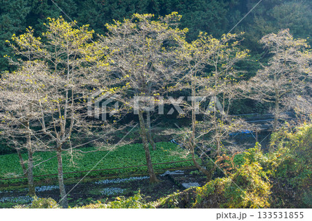 【静岡県】伊豆・筏場のワサビ田 紅葉期 【静岡県】伊豆・筏場のワサビ田 紅葉期 133531855