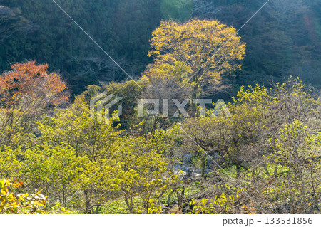 【静岡県】伊豆・筏場のワサビ田　紅葉期 133531856