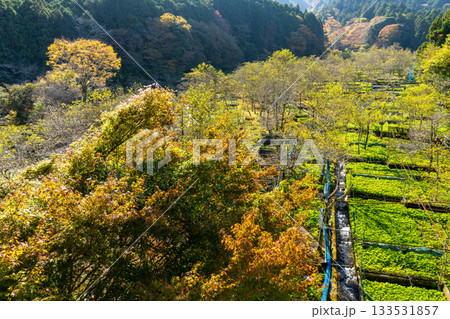 【静岡県】伊豆・筏場のワサビ田 紅葉期 【静岡県】伊豆・筏場のワサビ田 紅葉期 133531857