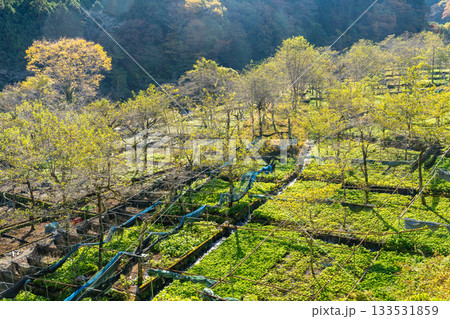 【静岡県】伊豆・筏場のワサビ田 紅葉期 【静岡県】伊豆・筏場のワサビ田 紅葉期 133531859