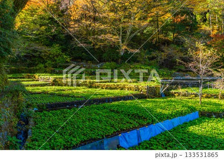 【静岡県】伊豆・筏場のワサビ田　紅葉期 133531865