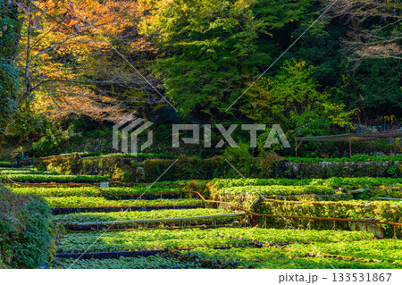 【静岡県】伊豆・筏場のワサビ田　紅葉期 133531867